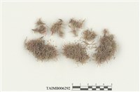 藏品(八齒苔屬)的圖片